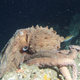 Enteroctopus dofleini. Wikimedia Commons